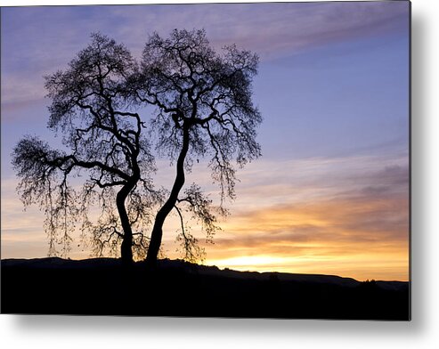 Sunrise Metal Print featuring the photograph Winter Sunrise With Tree Silhouette by Priya Ghose