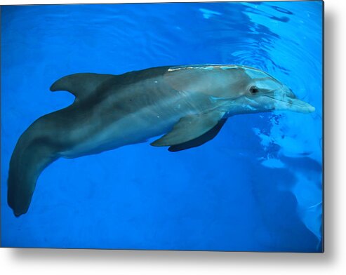 Nature Metal Print featuring the photograph Winter the Dolphin by Doug McPherson