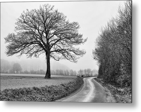 Tree Metal Print featuring the photograph Winter Tree by Jurgen Lorenzen