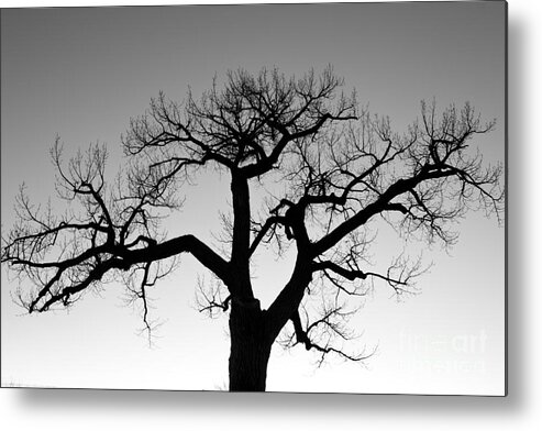 Tree Metal Print featuring the photograph Winter Tree Silhouette BW by James BO Insogna