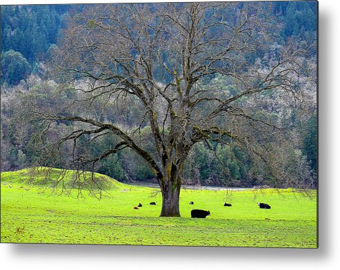 Trees Metal Print featuring the photograph Winter Tree with Cows by the Umpqua River by Michele Avanti