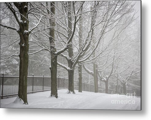 Road Metal Print featuring the photograph Winter trees and road by Elena Elisseeva