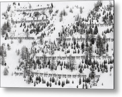Winter Metal Print featuring the photograph Winter Trees by Uschi Hermann