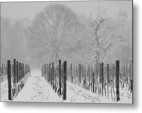Winter Snowstorm Metal Print featuring the photograph Winter Wine by Steven Macanka