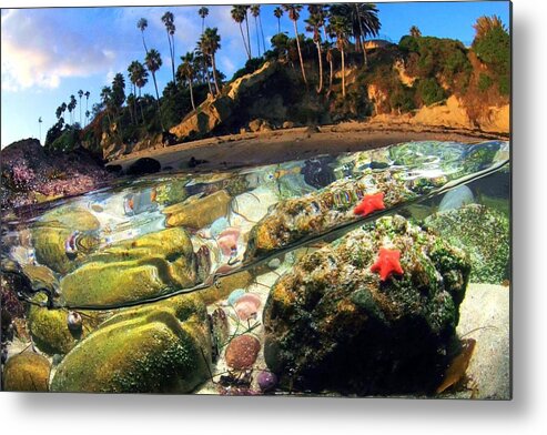 Tidepool Tide Coast Ocean Underwater Water Starfish Rocks Palm Trees Beach California Laguna orange County Sunny Reflection Blue Sky Green Red bat Star Metal Print featuring the photograph Winter's Afternoon by Dale Kobetich by California Coastal Commission