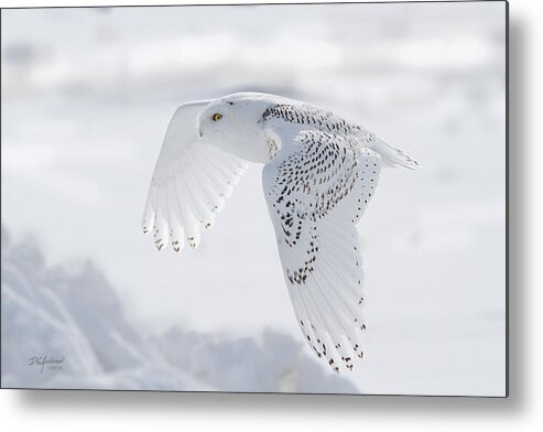Snowy Owl Metal Print featuring the photograph Winters Angel by Don Anderson