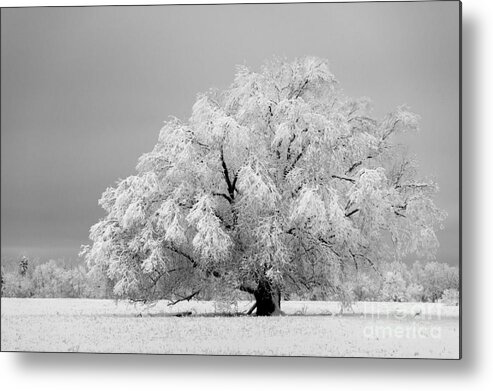 Tree Metal Print featuring the photograph Winter's majesty II by Lori Dobbs