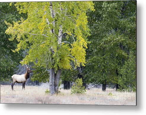 Bull Elk Metal Print featuring the photograph Wishful by Deby Dixon