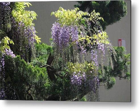 Wisteria Metal Print featuring the photograph Wisteria by Denise Cicchella