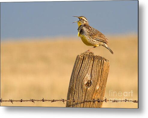 Meadowlark Metal Print featuring the photograph With a Song in My Heart by Jim Garrison