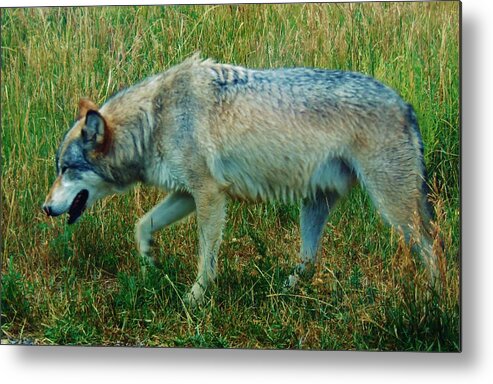 Wolf Metal Print featuring the photograph Wolf by Larry Campbell