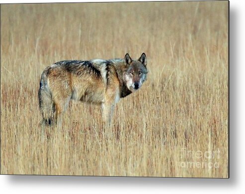 Wolf Metal Print featuring the photograph Wolf Profile by Bill Singleton