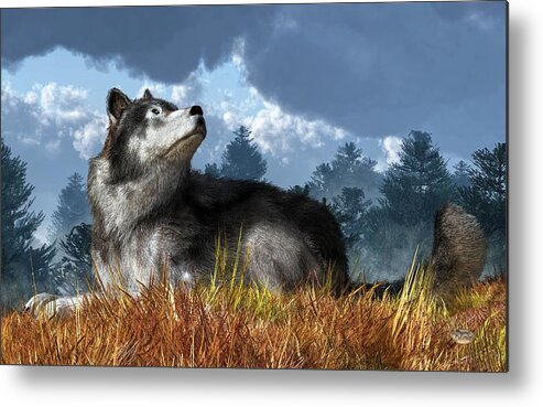Wolf Resting In Grass Metal Print featuring the digital art Wolf Resting in Grass by Daniel Eskridge