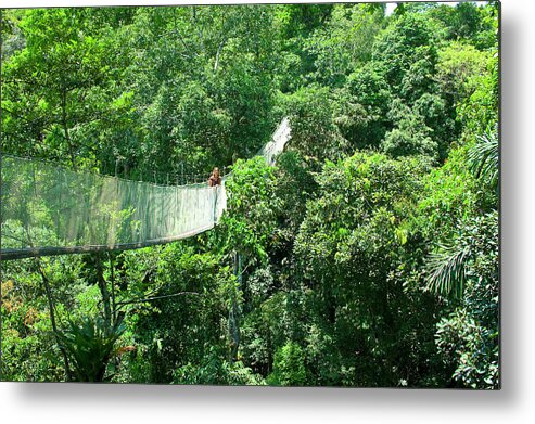 Above Metal Print featuring the photograph Woman On A Canopy Walkway by Miva Stock