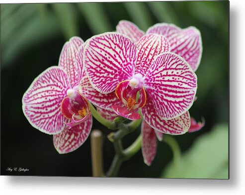 Orchid Metal Print featuring the photograph Wondering Beauties by Amy Gallagher