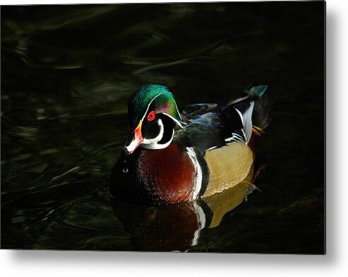 Drakes Metal Print featuring the photograph Wood Duck Drip by Steve McKinzie