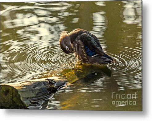 Aix Sponsa Metal Print featuring the photograph Wood Duck Hen Preening by Kate Brown