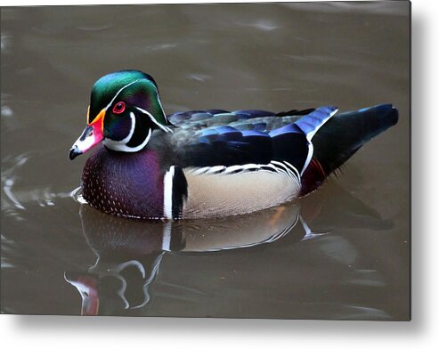 Wood Duck Metal Print featuring the photograph Wood Duck by Shoal Hollingsworth
