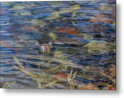 Frog Metal Print featuring the photograph Wood Frog by Bill Wakeley