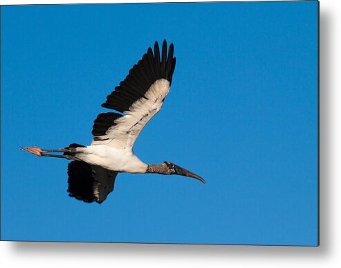 Everglades Metal Print featuring the photograph Wood Stork by Raul Rodriguez