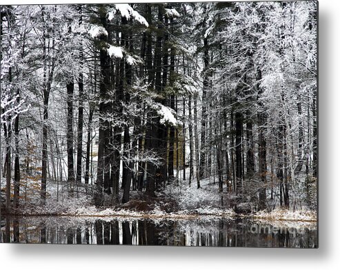 Maine Metal Print featuring the photograph Woodland Love by Brenda Giasson