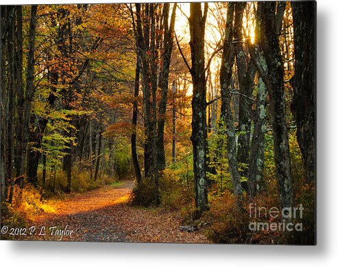 Woods Metal Print featuring the photograph Woodland Road by Pamela Taylor
