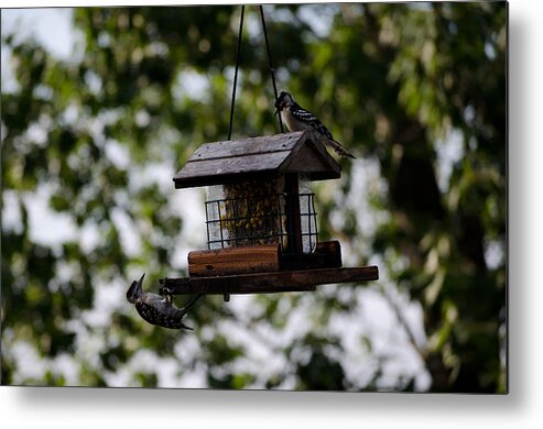 Woodpecker Metal Print featuring the photograph Woodpeckers at Dinner by Jim Shackett