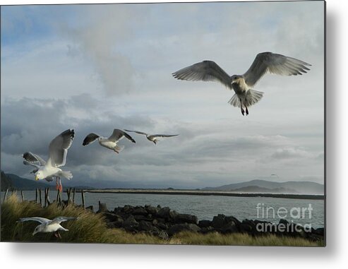 Birds Metal Print featuring the photograph Wow Seagulls 2 by Gallery Of Hope 
