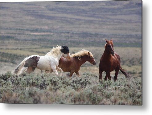 Mustang Metal Print featuring the photograph Wyoming Mustangs by Jean Clark