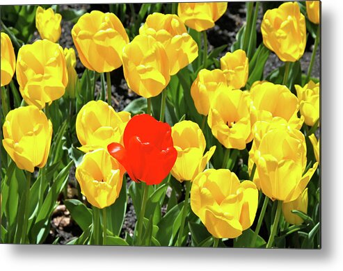 Tulips Metal Print featuring the photograph Yellow and One Red Tulip by Ed Riche