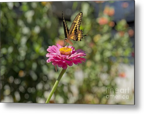 Black Metal Print featuring the photograph Yellow Butterfly Landing on a Zinnia by James L Davidson