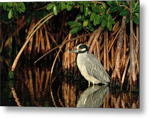 00220197 Metal Print featuring the photograph Yellow-crowned Night-heron Nyctanassa by Tom Vezo