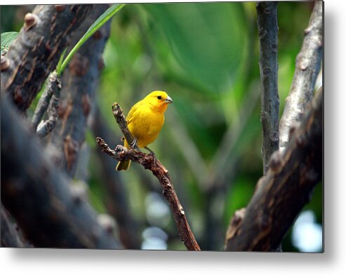 Macro Metal Print featuring the photograph Yellow Finch 3 by Karen Nicholson