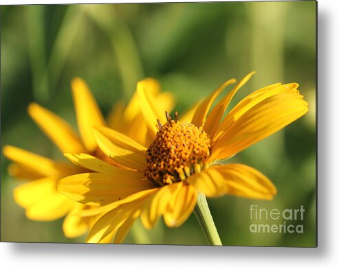 Blossom Metal Print featuring the photograph Yellow Flower by Amanda Mohler