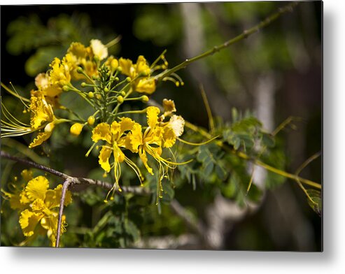 Yellow Metal Print featuring the photograph Yellow Flower by Lindsey Weimer