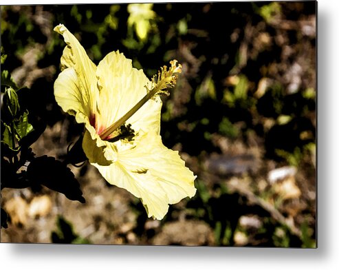 Yellow Metal Print featuring the digital art Yellow Hibiscus by Photographic Art by Russel Ray Photos