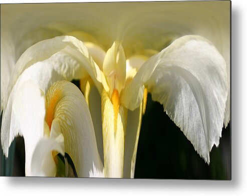 Flowers Metal Print featuring the photograph Yellow IRis 102 by Jim Baker