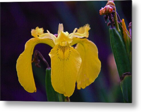 Iris Metal Print featuring the photograph Yellow Iris by Andy Lawless