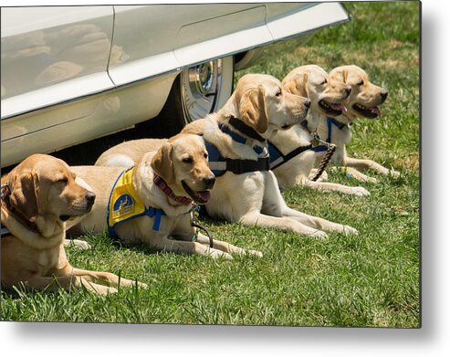 Dogs Metal Print featuring the photograph Yellow Labs in Training by Weir Here And There