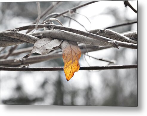 Yellow Metal Print featuring the photograph Yellow Leaf by Sharon Popek