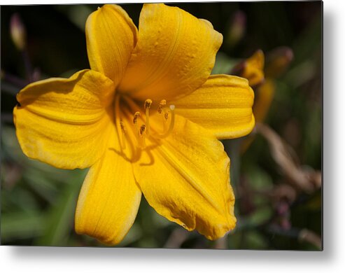 Plant Metal Print featuring the photograph Yellow Lily by Tikvah's Hope