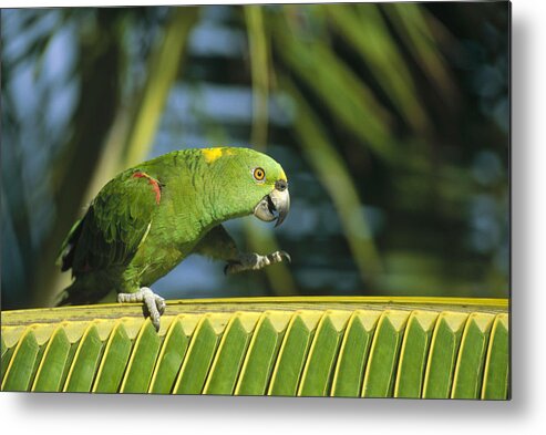 Feb0514 Metal Print featuring the photograph Yellow-naped Parrot Amazon Brazil by Konrad Wothe