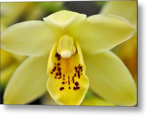 Yellow Orchid Metal Print featuring the photograph Yellow Orchid by Sue Morris