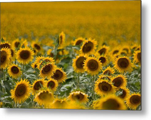 Sunflower Metal Print featuring the photograph Yellow by Ronda Kimbrow