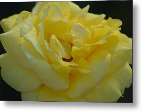 Yellow Rose Frills Metal Print featuring the photograph Yellow Rose Frills by Maria Urso