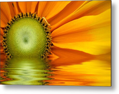 Sunflower Metal Print featuring the photograph Yellow Sunflower Sunrise by Don Johnson