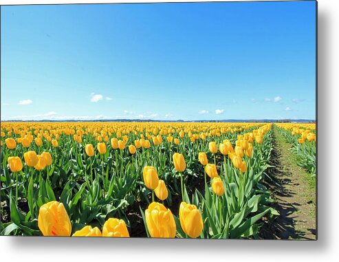 Skagit Tulip Fesitival 2013 Metal Print featuring the photograph Yellow Tulips by E Faithe Lester