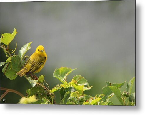 Warbler Metal Print featuring the photograph Yellow Warbler by John Meader