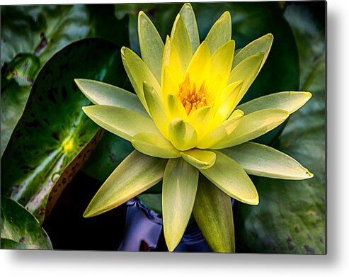 Jay Stockhaus Metal Print featuring the photograph Yellow Water Lily by Jay Stockhaus