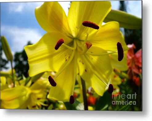 Yellow Whopper Metal Print featuring the photograph Yellow Whopper Lily 2 by Jacqueline Athmann